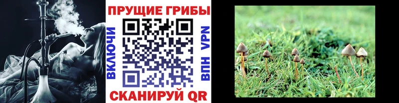 OMG онион  Можга  Галлюциногенные грибы Psilocybine cubensis 